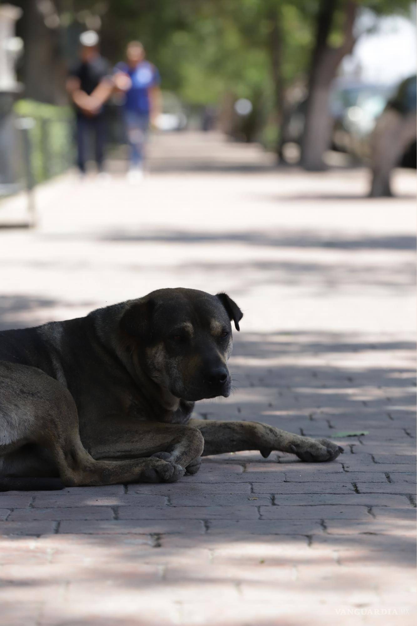 $!En climas cálidos o durante el verano se deben proteger a las mascotas del sol.