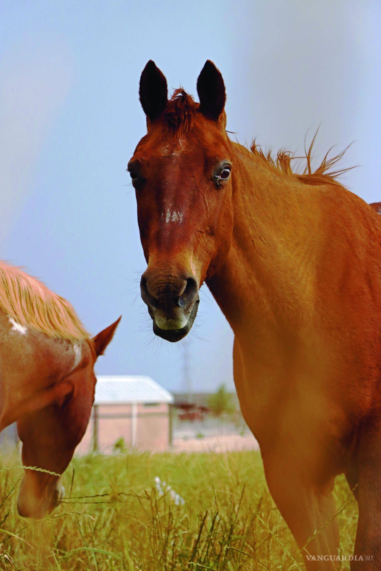 $!Ale y Álvaro, creadores de Tashunka Equinoconsciencia, se prepararon en “Psicoterapia Asistida con Equinos” y en “Coaching con Caballos”.