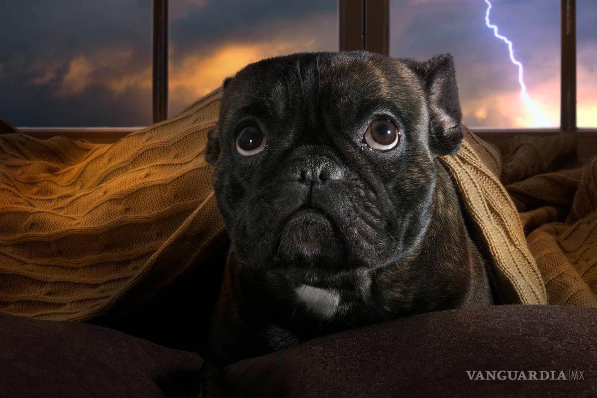 Exhorta defensora a proteger a mascotas de los fuegos artificiales