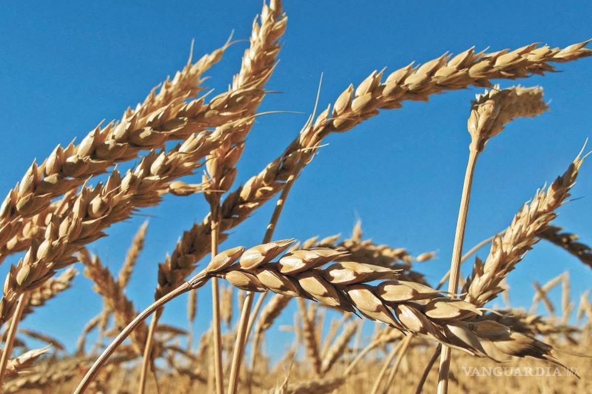 Molinos del Fénix registra bajo crecimiento de líneas de productos