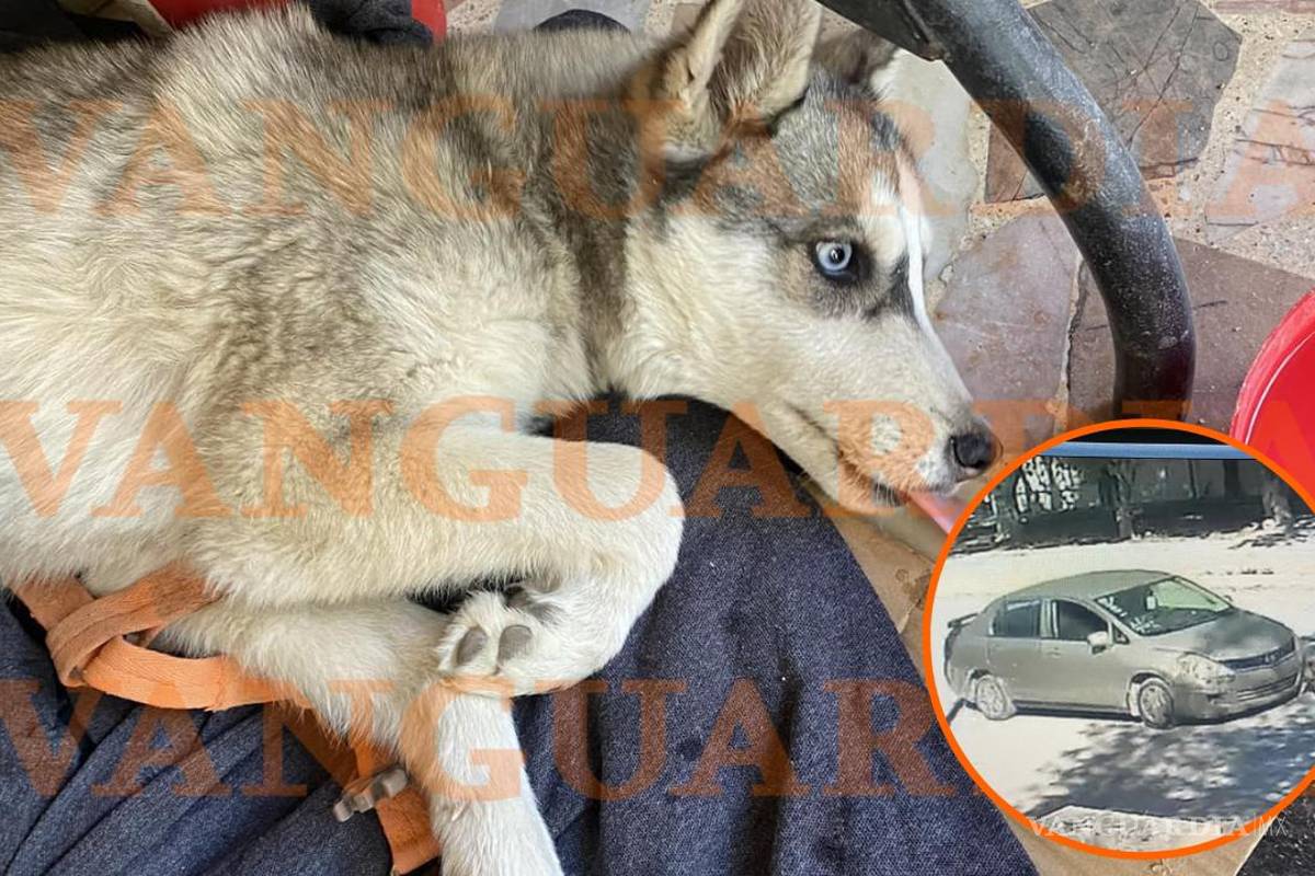 Atropella a perrito y se da a la fuga en Frontera, Coahuila; familia ...