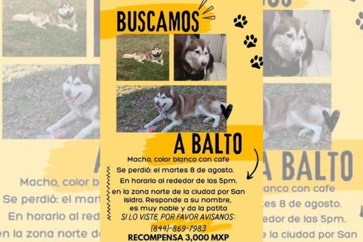‘Es muy noble y da la patita’: buscan a Balto, mascota desaparecida en Saltillo