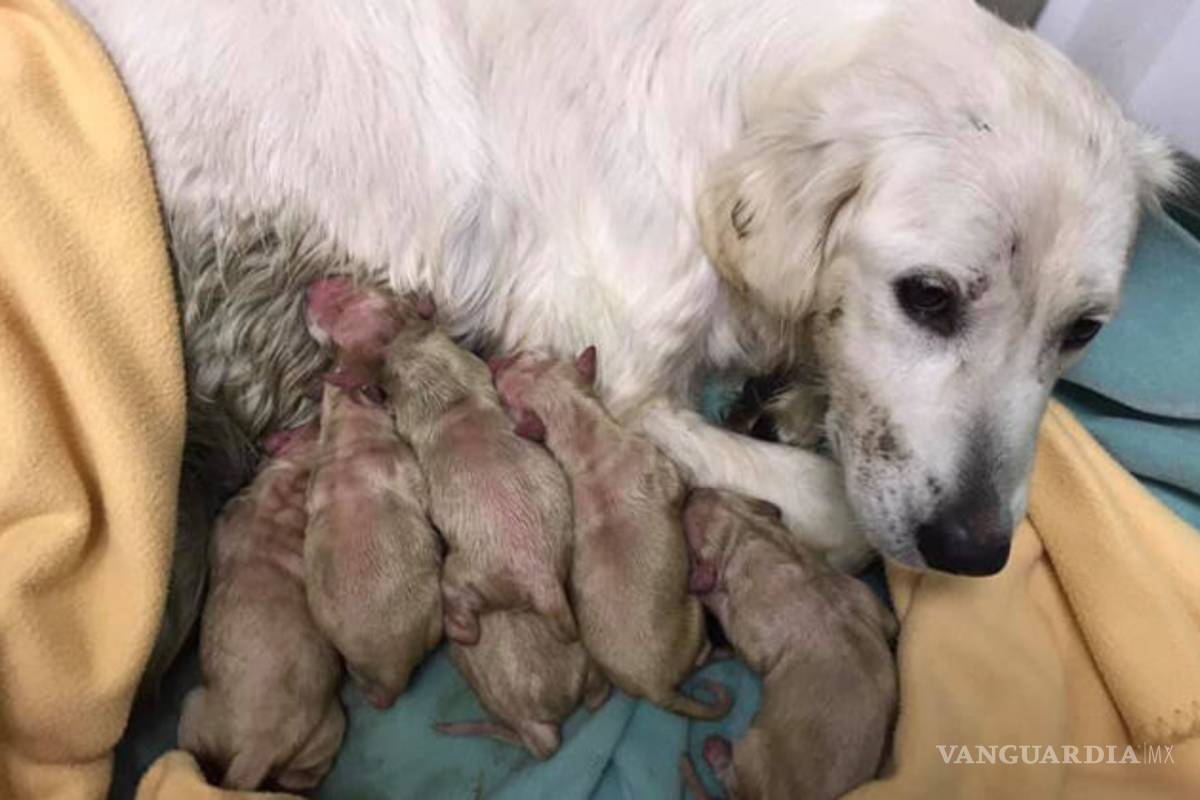 Buscan sancionar a quienes reproduzcan clandestinamente perros y gatos