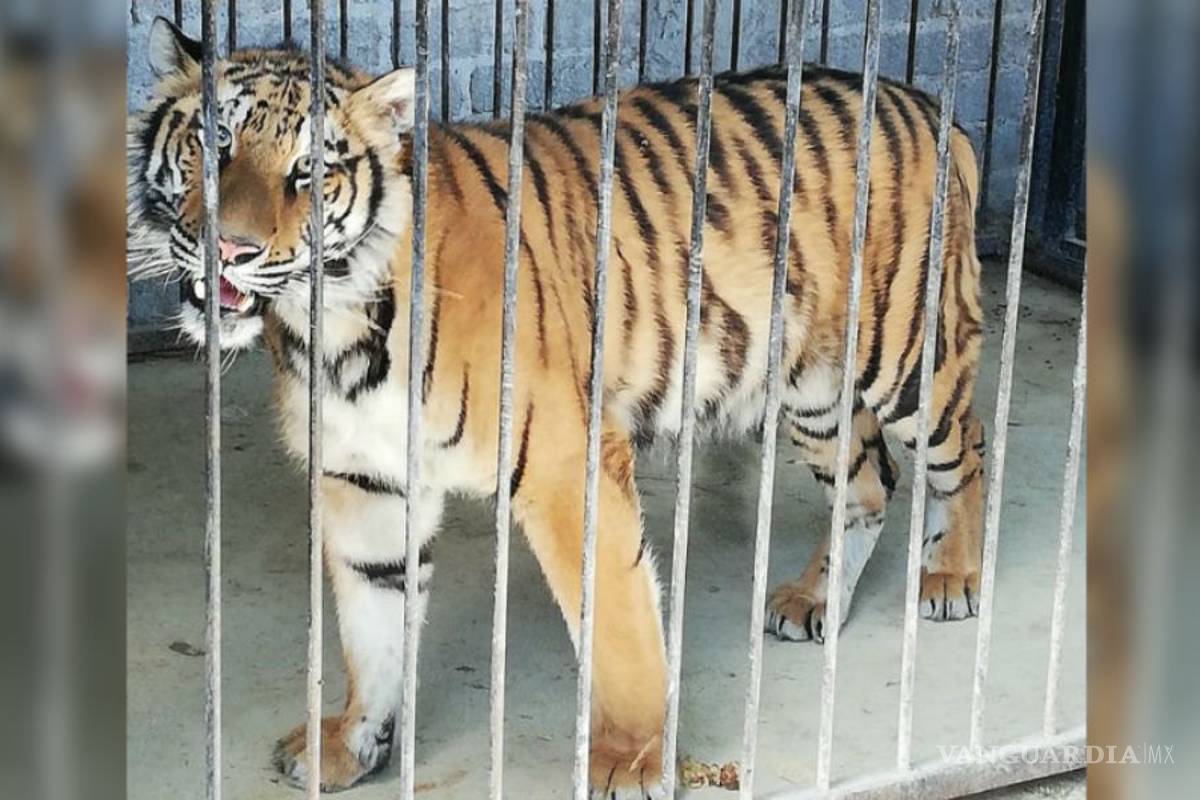 Un tigre de bengala abandonado es rescatado de una vivienda en Guanajuato