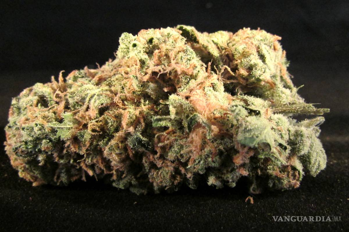 $!Las 10 variedades de 'mota' más exóticas