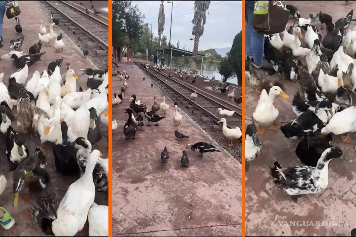 Muertos de hambre: patos ‘asaltan’ a visitantes en Ciudad Deportiva de Saltillo; piden ayuda para alimentarlos