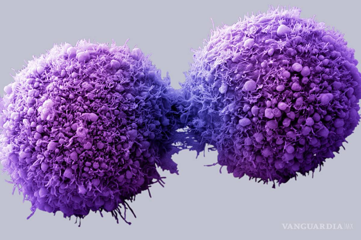 Científicos mexicanos investigan cómo retrasar el cáncer