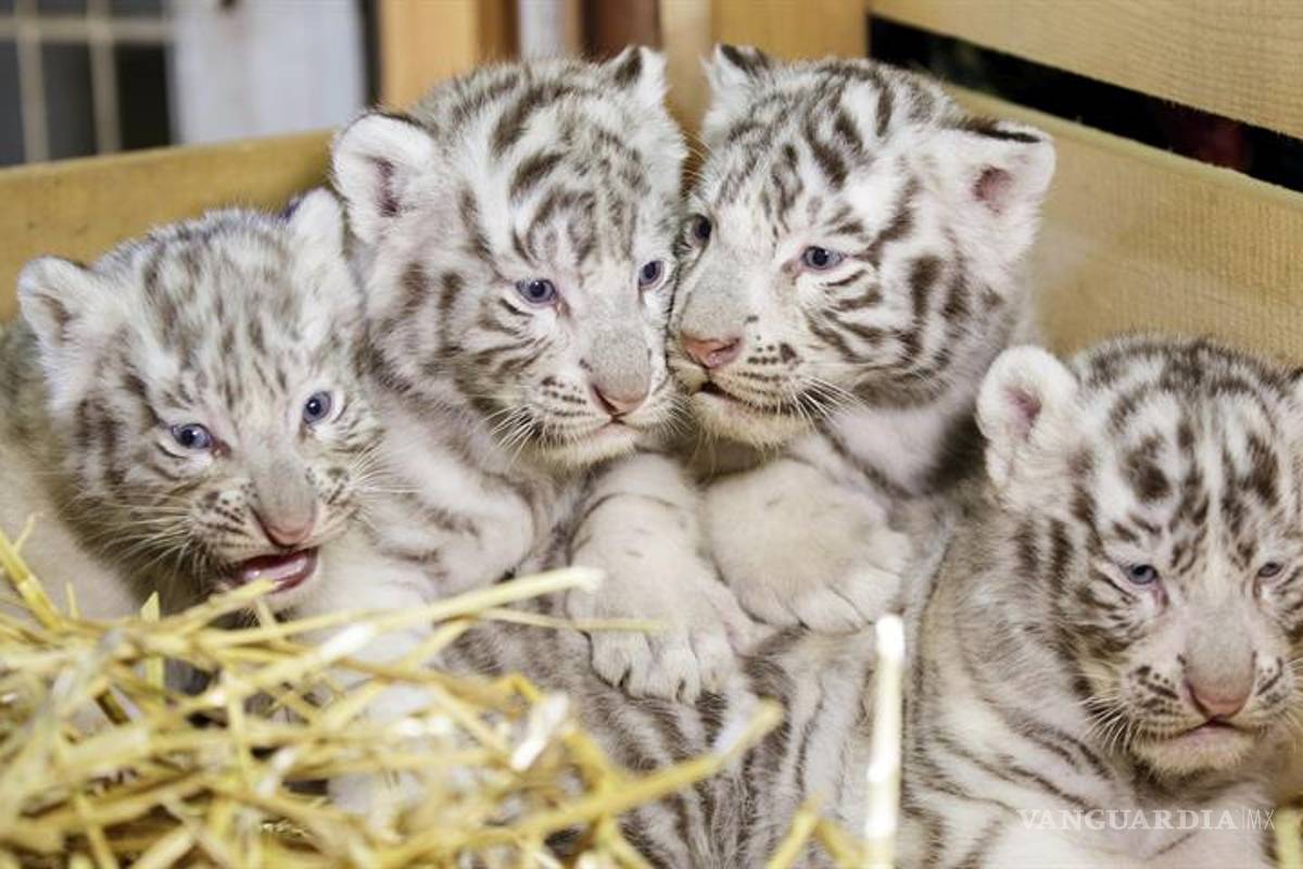 Zoológico de Austria presenta a cuatrillizos de tigres blancos
