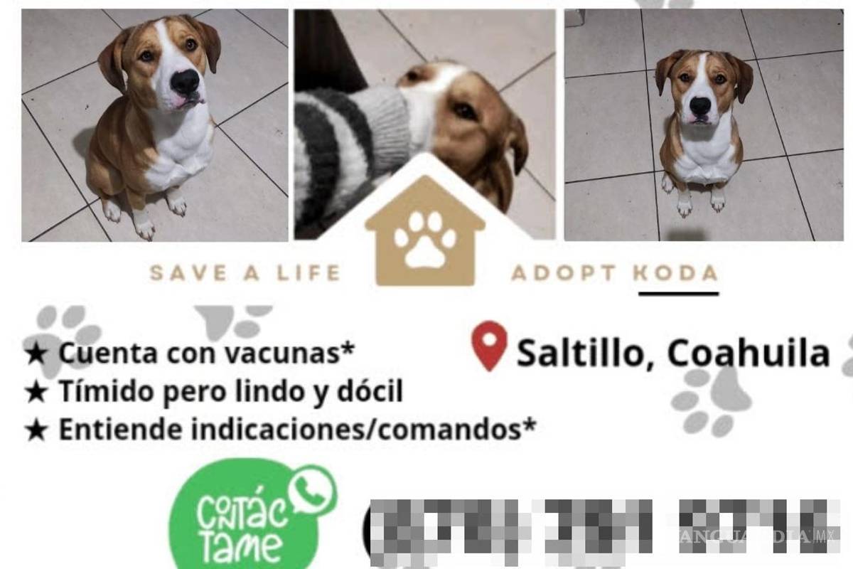 Su dueño nunca regresó a Saltillo: buscan hogar para Koda, perrito ‘tímido, pero lindo’ (VIDEO)