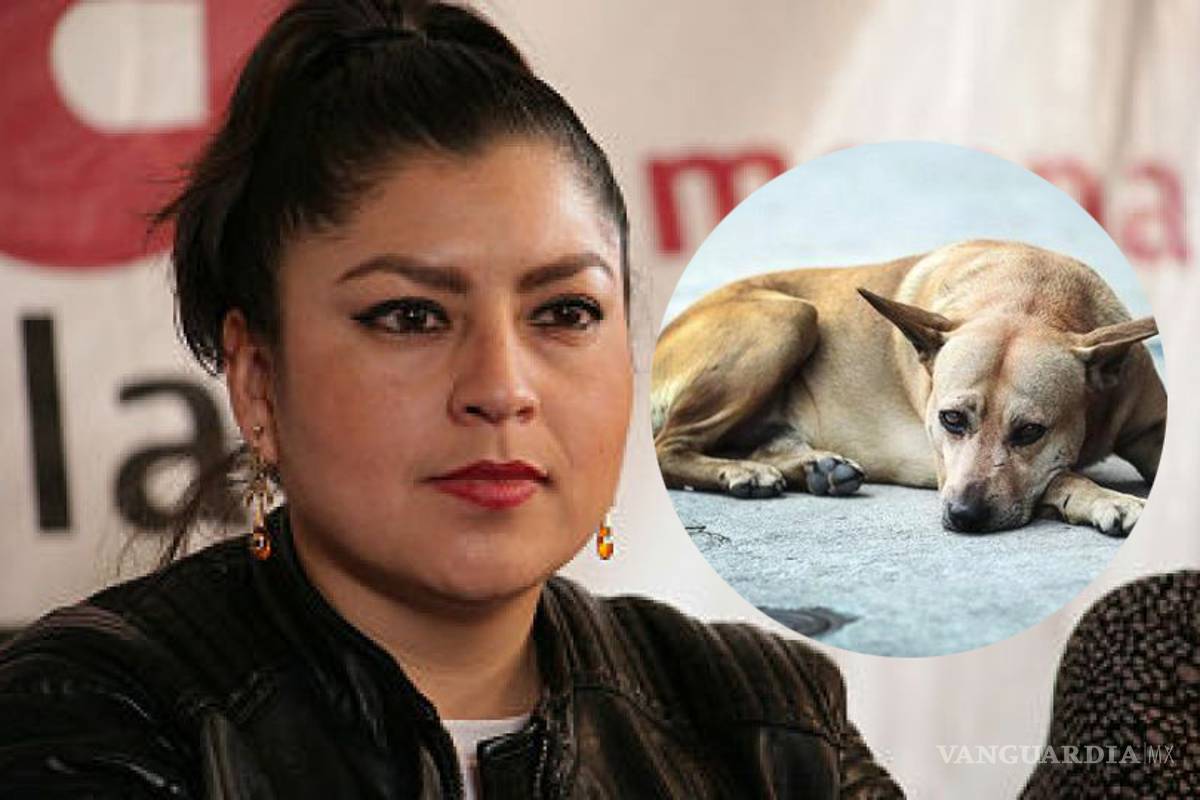 Diputada de Morena presenta iniciativa para eliminar perros callejeros (VIDEO)