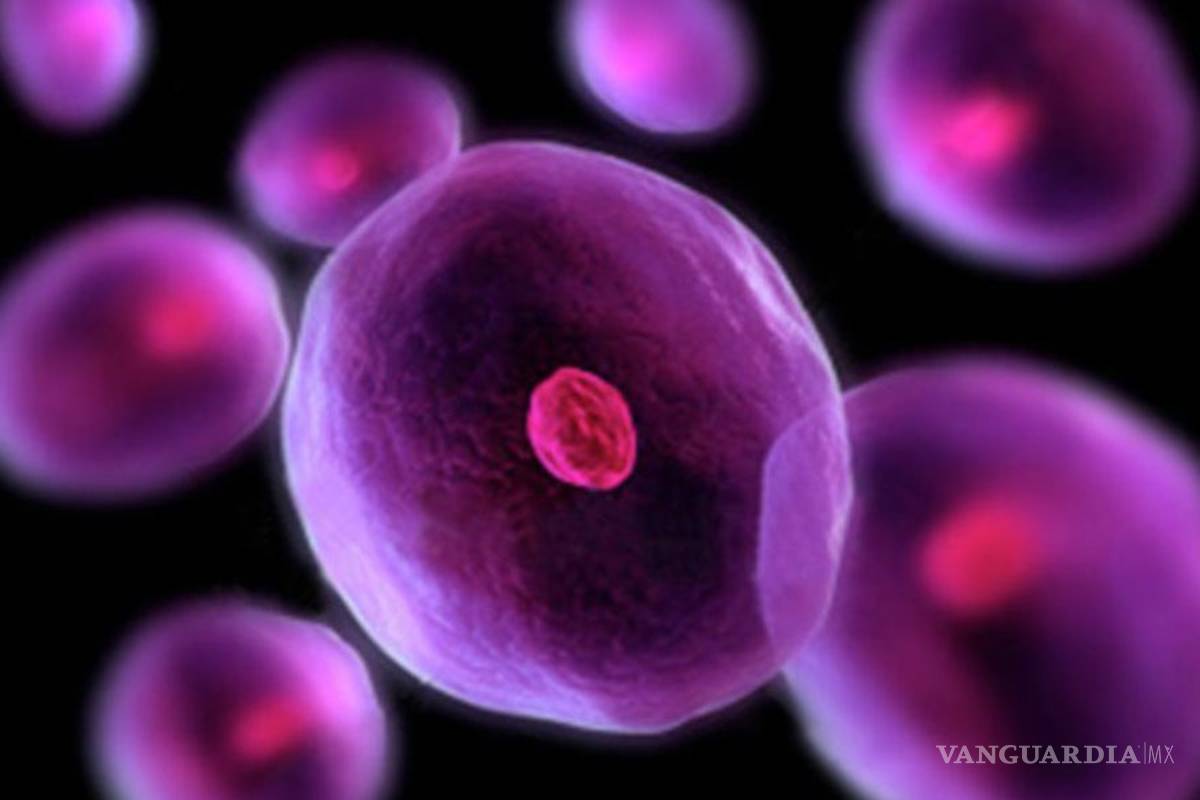 Células madre podrían solucionar parkinson y esclerosis