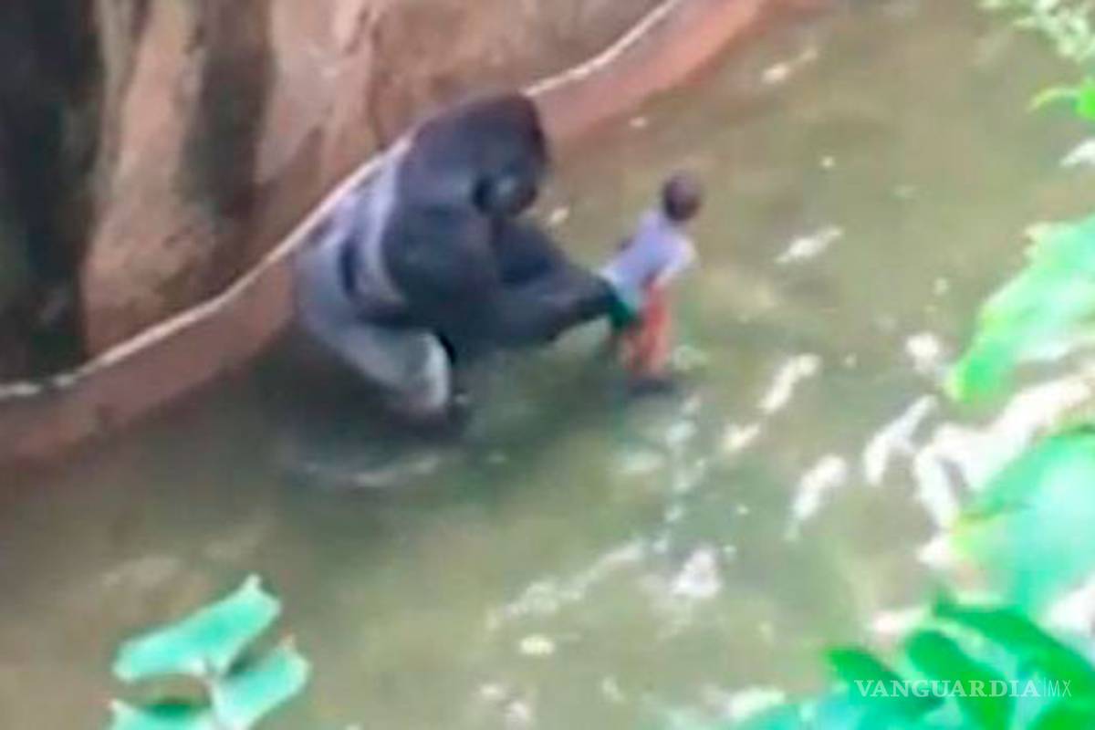 Matan a gorila por salvar a niño, se desata polémica