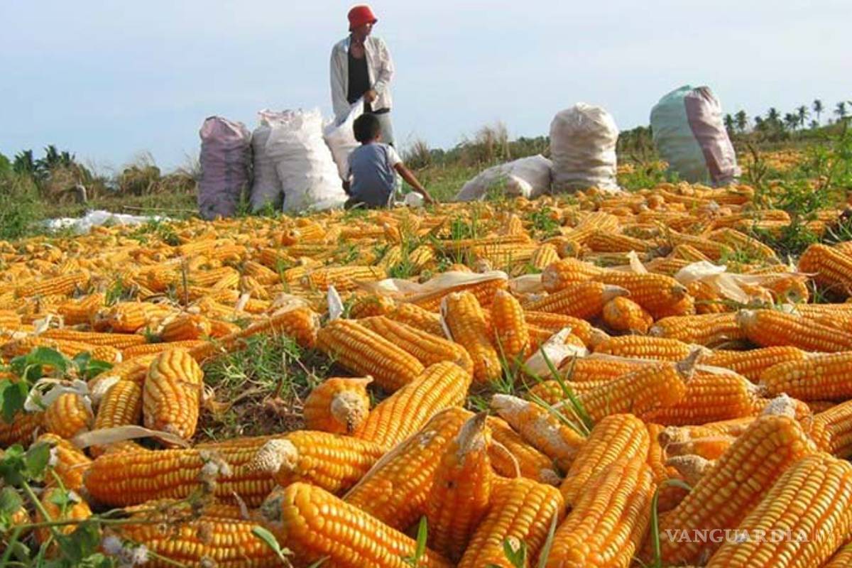 México importará una cifra récord de maíz este año, por la sequía