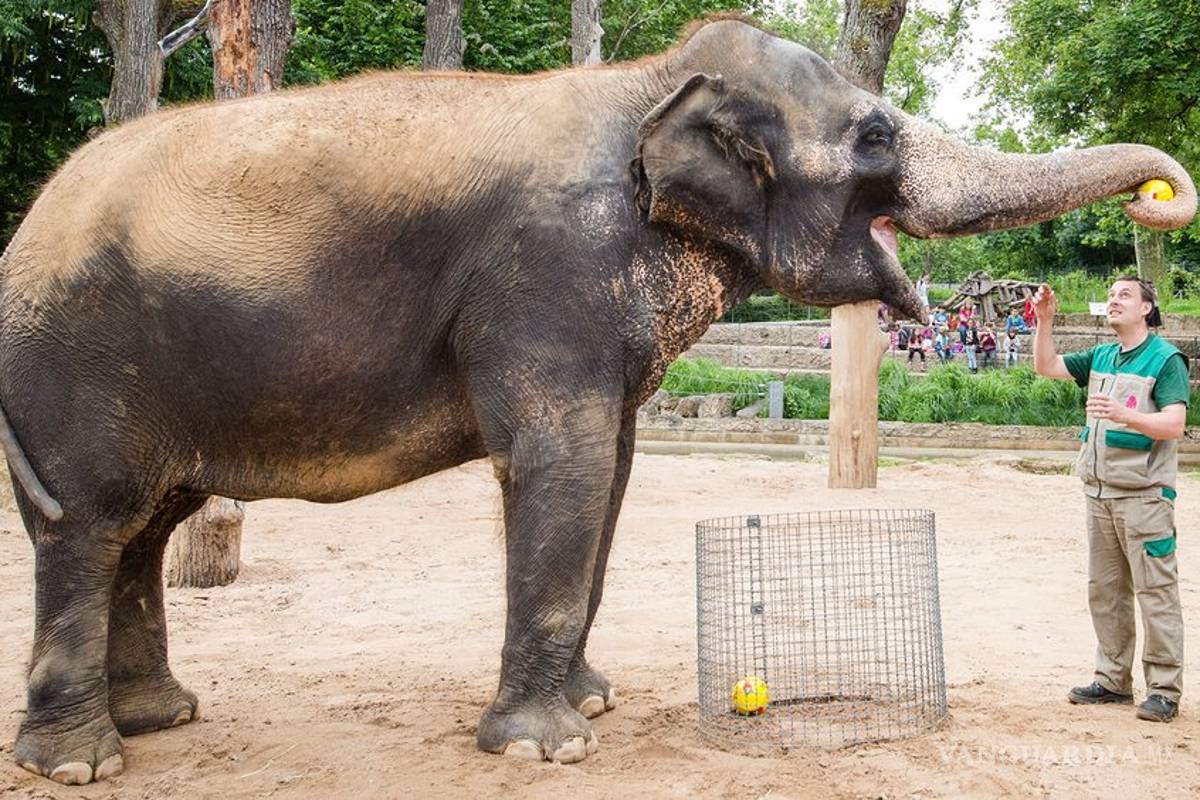 Elefante pronostica que Portugal será campeón
