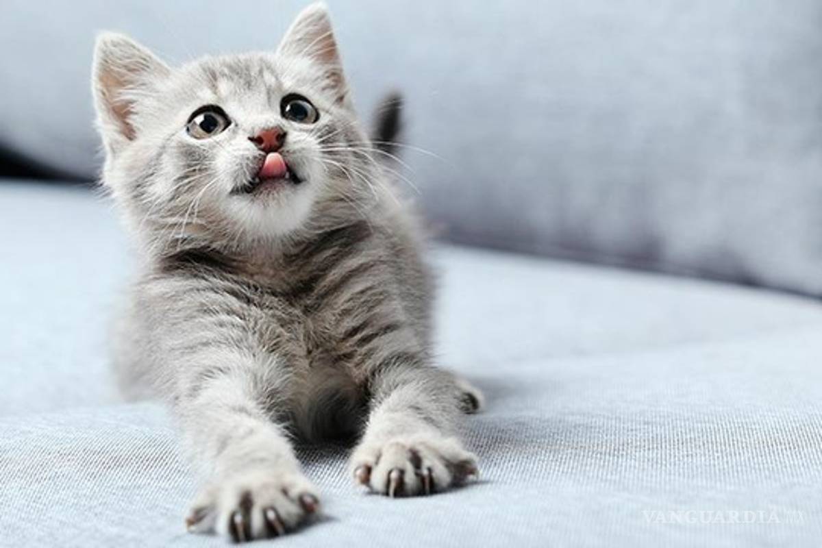 Por esta razón se celebra hoy el Día Internacional del Gato