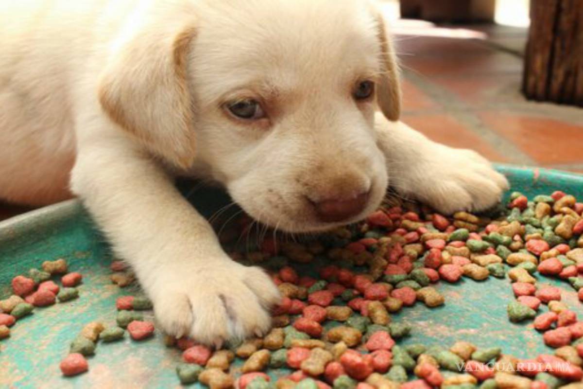 $!¿Por qué le compras a tu mascota comida 'sin cereales'?