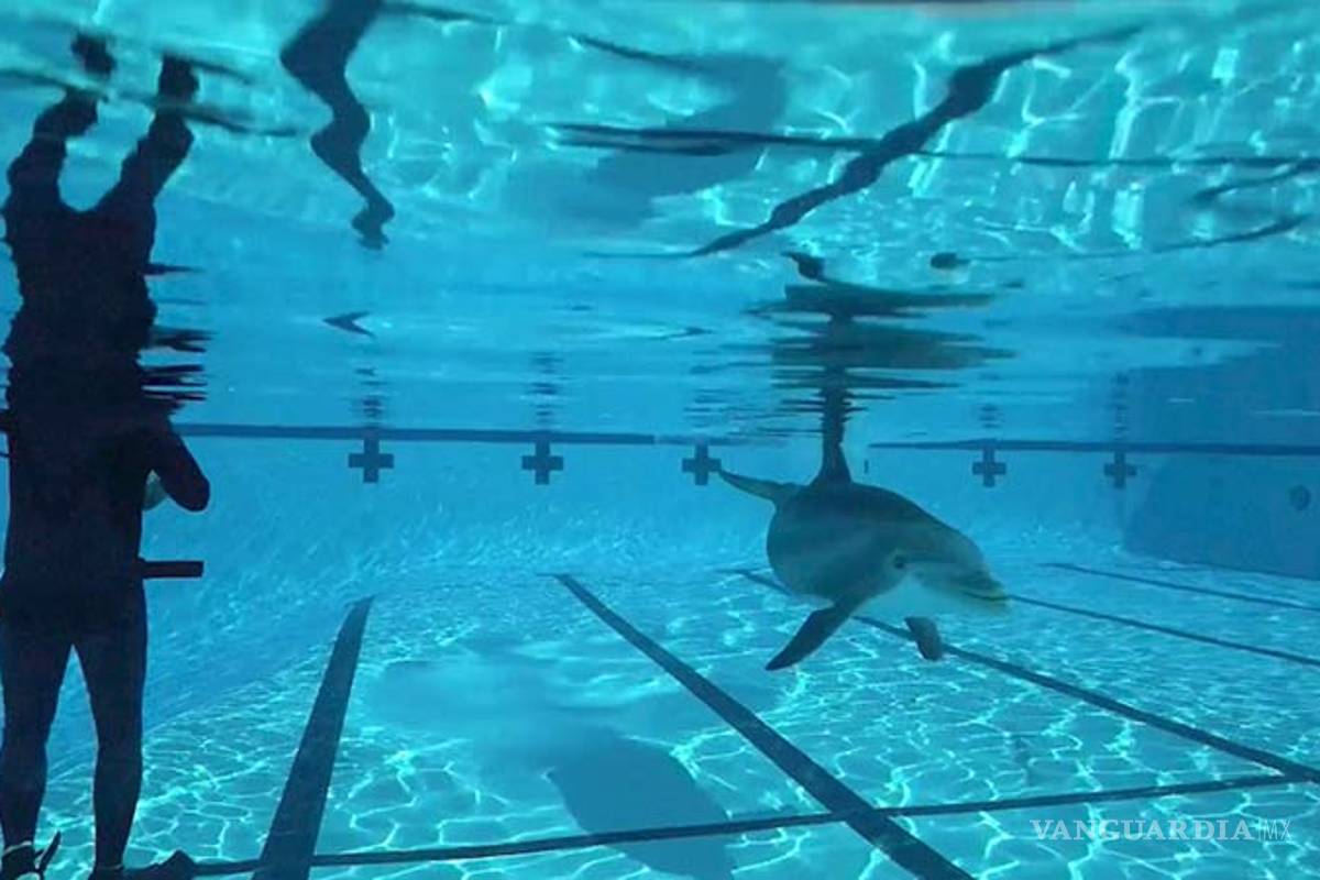 Presentan en California un delfín robot; reemplazarían a los animales en cautiverio de parques temáticos