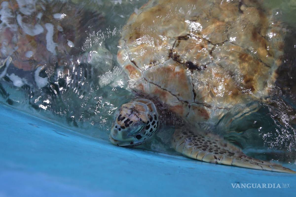 Reabren hospital de tortugas en Isla Mujeres; tras dos años de estar cerrado por conflictos legales