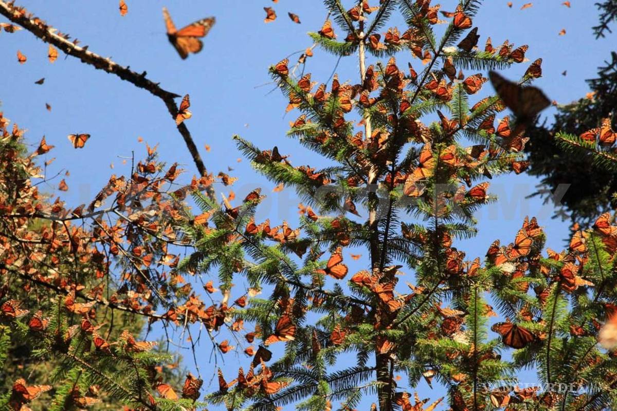 México y Canadá deben proteger región del cambio climático: expertos