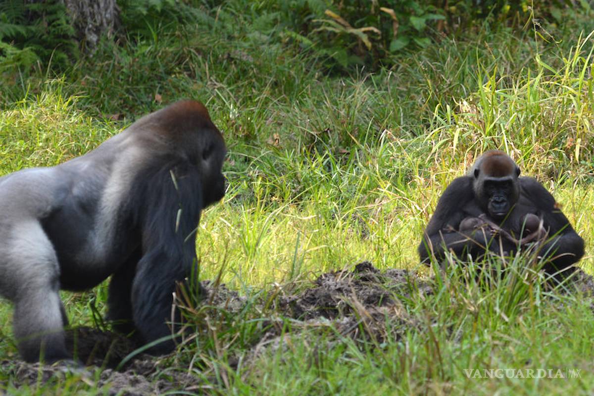 El nacimiento de unos gemelos de gorila, una esperanza para la especie
