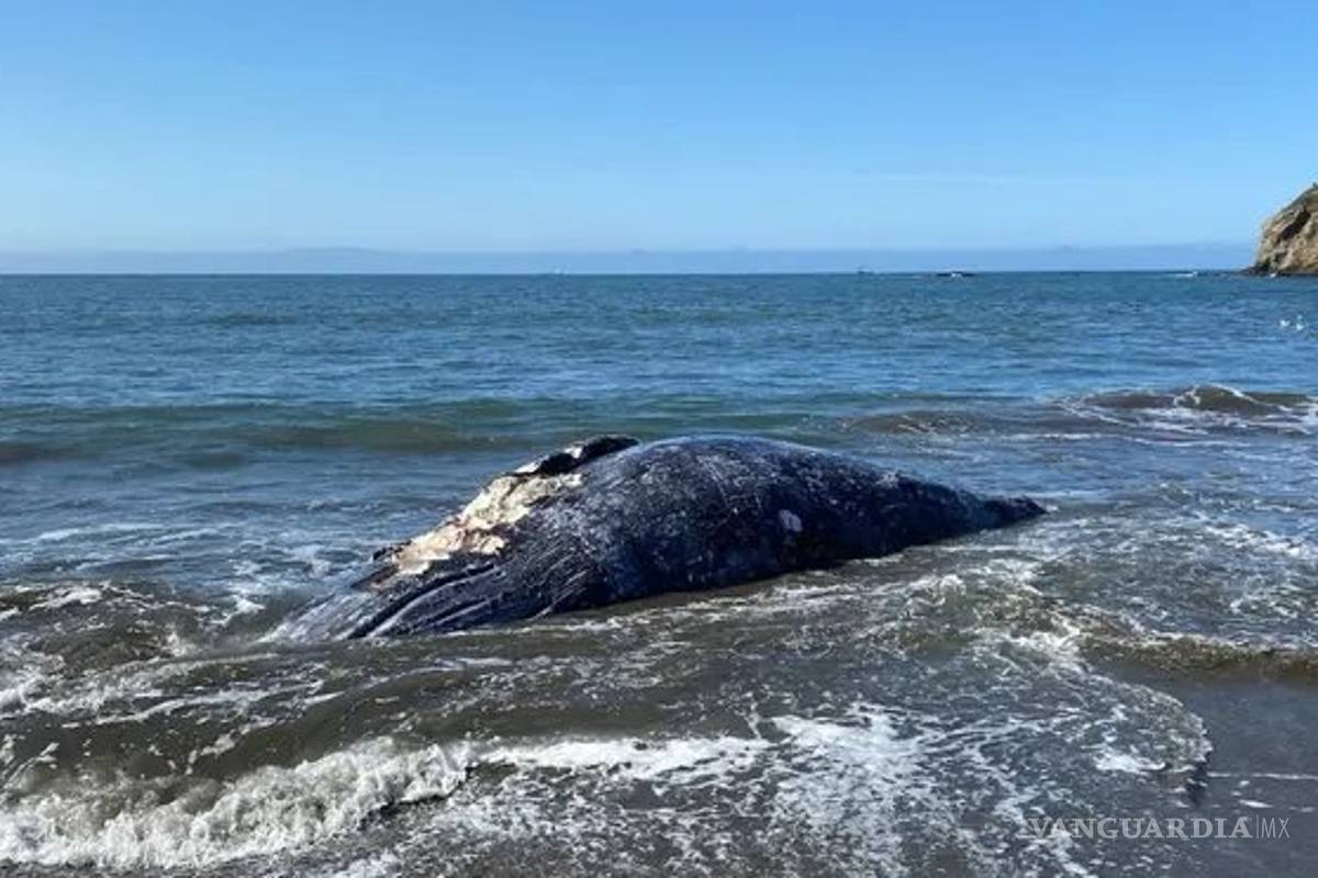 $!Hallan 4 ballenas grises muertas en Bahía de San Francisco