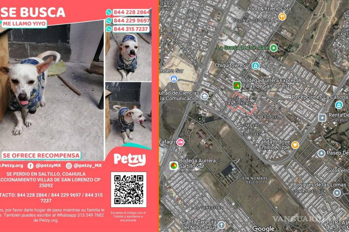 ¿Lo has visto? buscan a Yiyo, perrito perdido en Saltillo; dueños ofrecen recompensa
