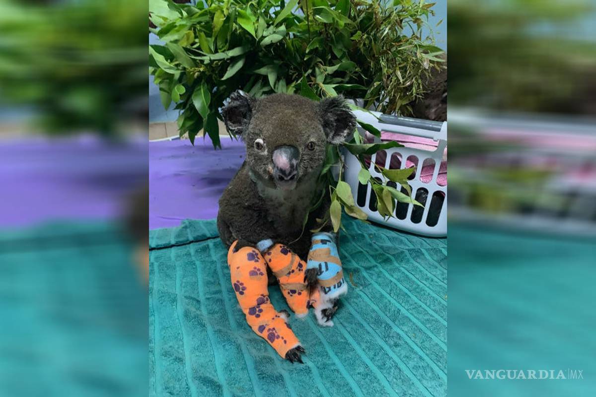 Muere el koala rescatado durante incendio en Australia