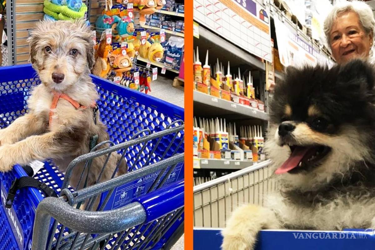 ¿Walmart México es ‘petfriendly’? Esto es lo que debes saber para llevar a tu mascota
