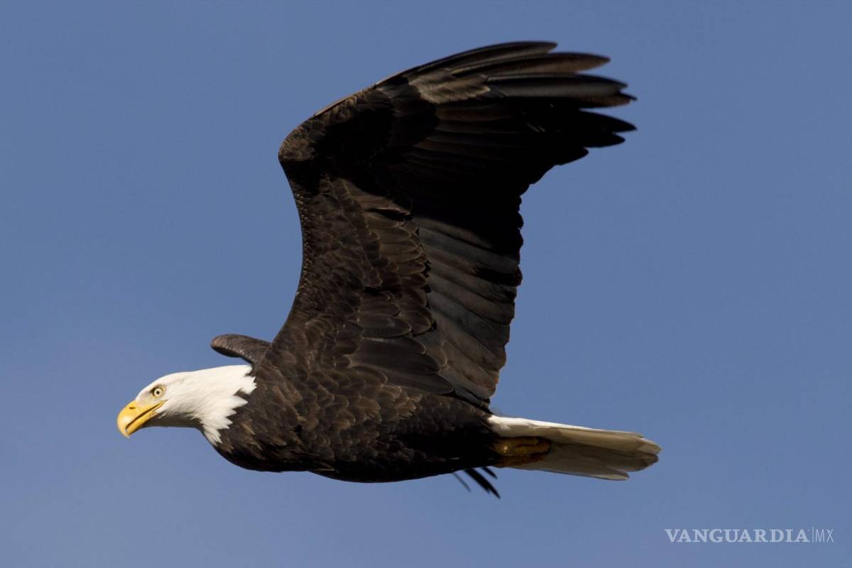 Casi el 50% de águilas calvas, ve nacional de EU, están envenenadas con plomo