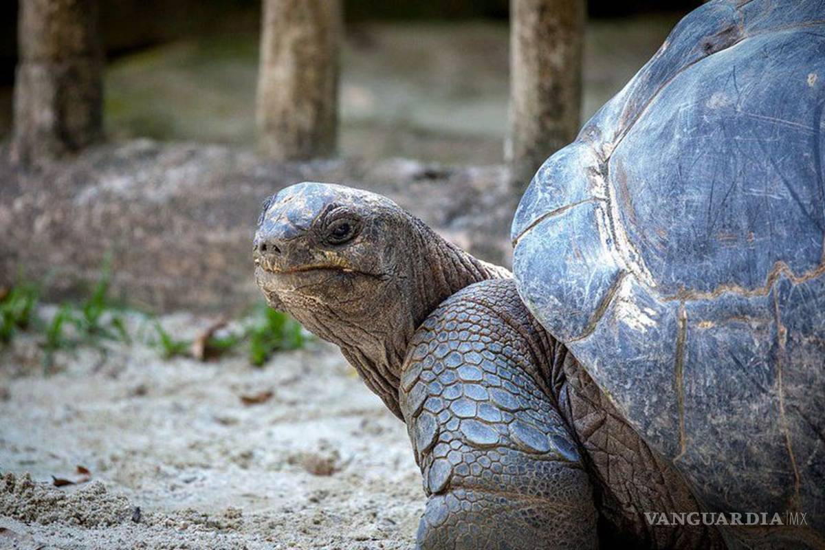 Pierde zoológico japonés a Aboo, una tortuga gigante