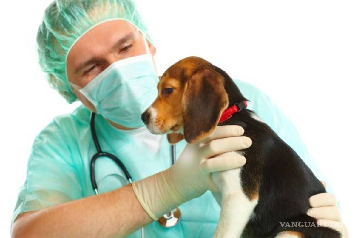 Esterilizar es la solución