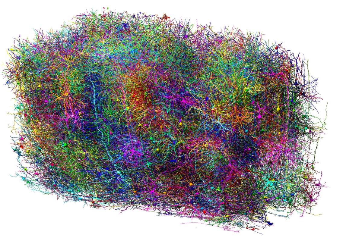 Unos científicos producen el mapa más grande de un cerebro a la fecha