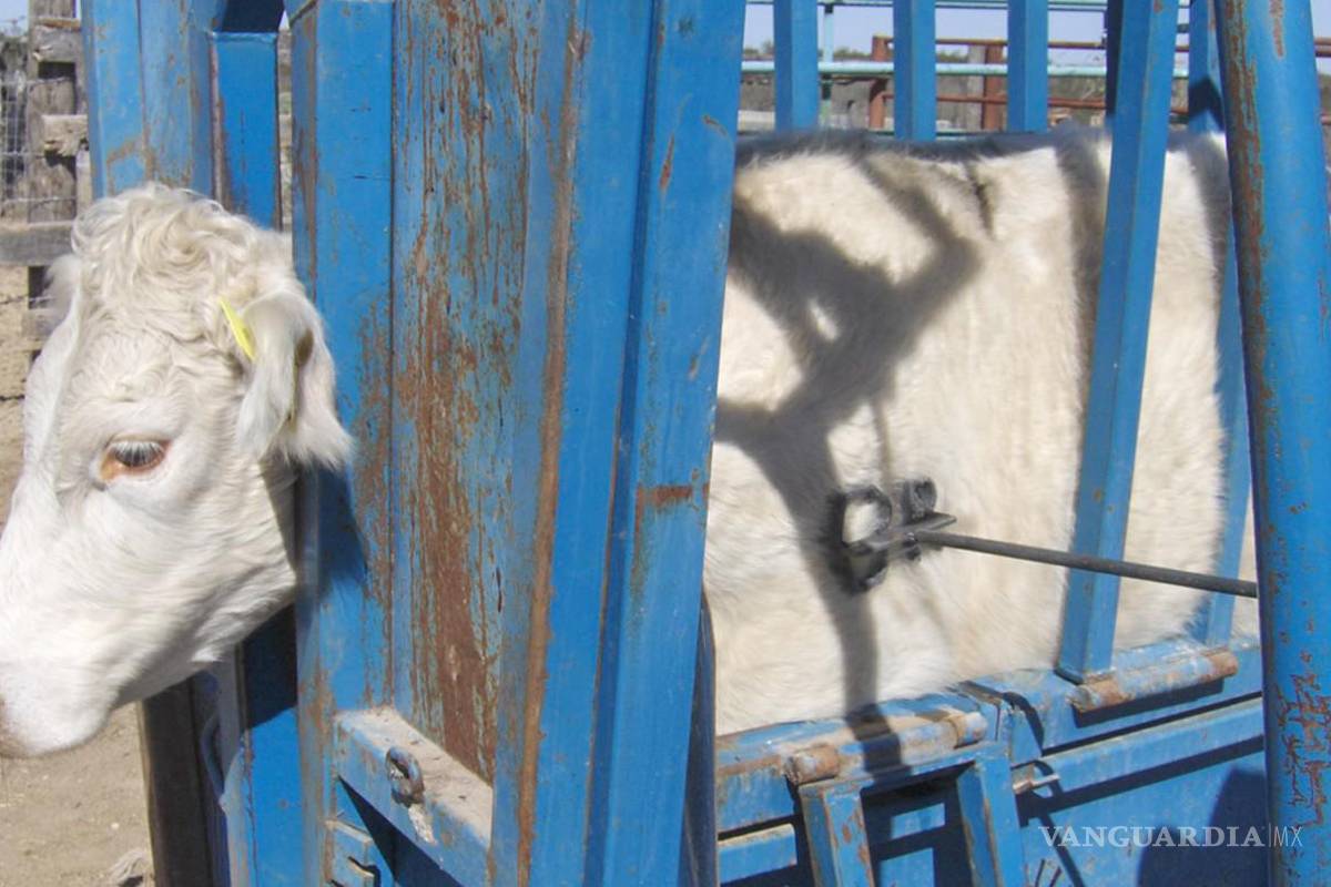 Coahuila: llaman a ganaderos a actualizar fierros de herrar para acreditar propiedad del ganado