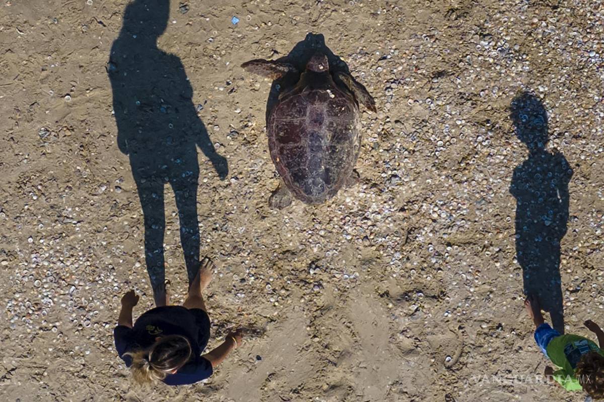 Falla diplomacia mundial a la vida marina