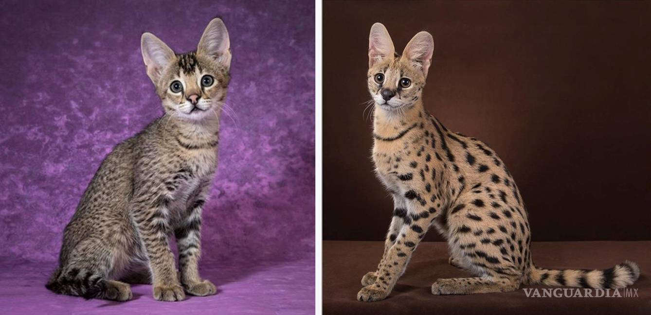 $!Dos tipos de felinos: la servalina (i) y el serval (d). EFE/HudsonAlpha
