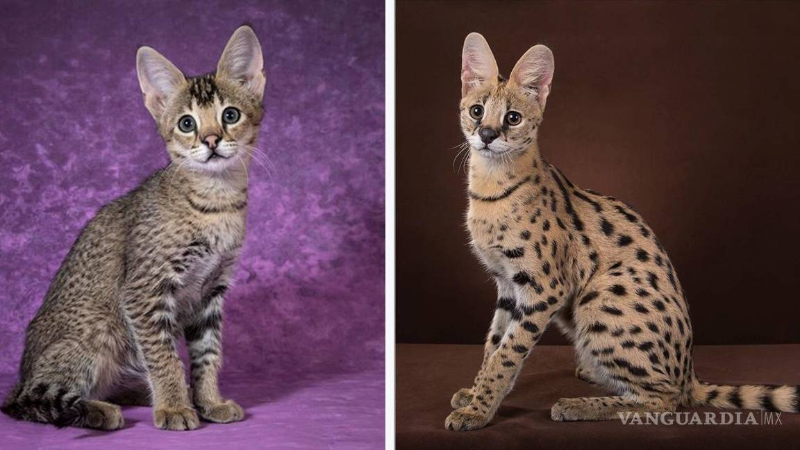 $!Dos tipos de felinos: la servalina (i) y el serval (d). EFE/HudsonAlpha