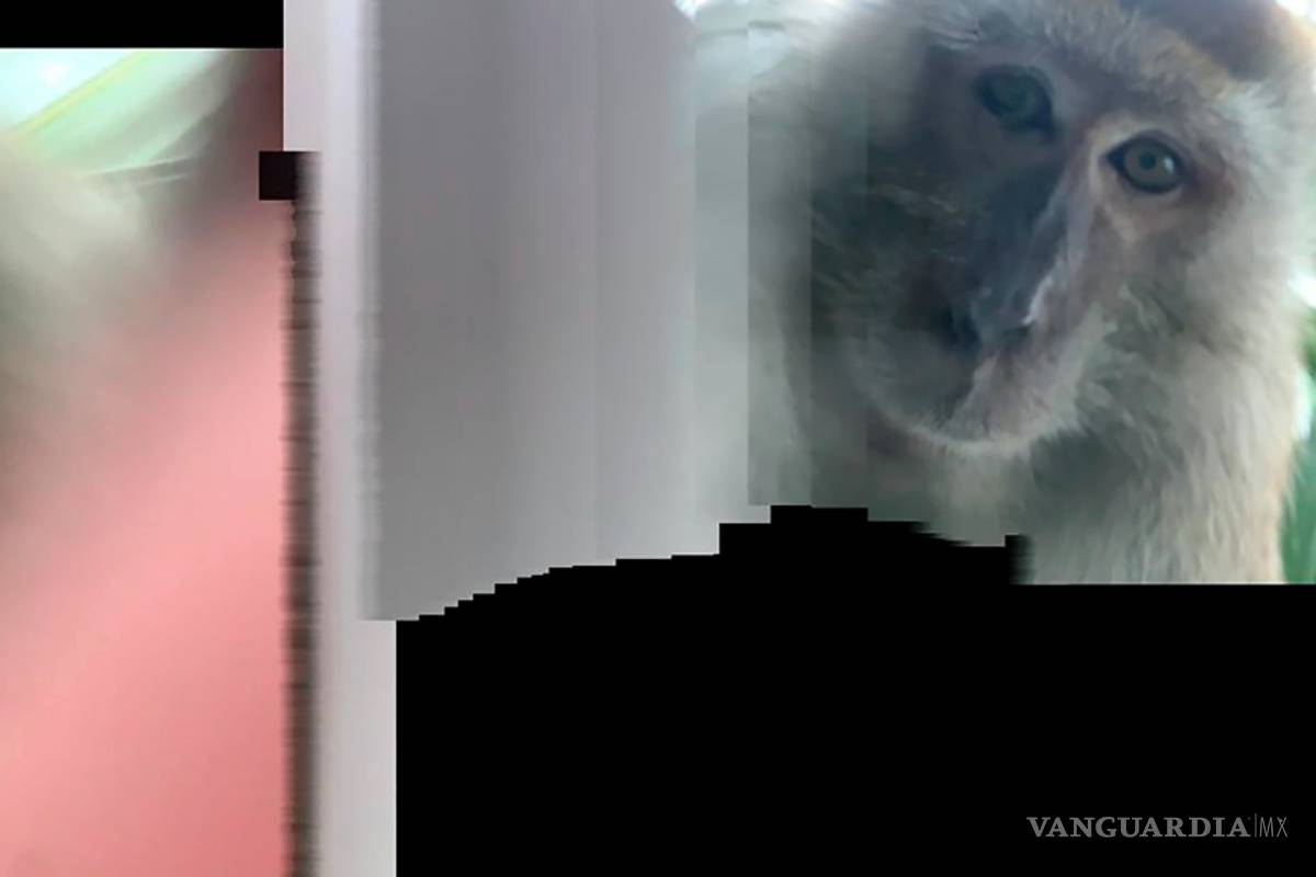 $!Mono le roba su celular a un estudiante universitario en Malasia y se toma selfies