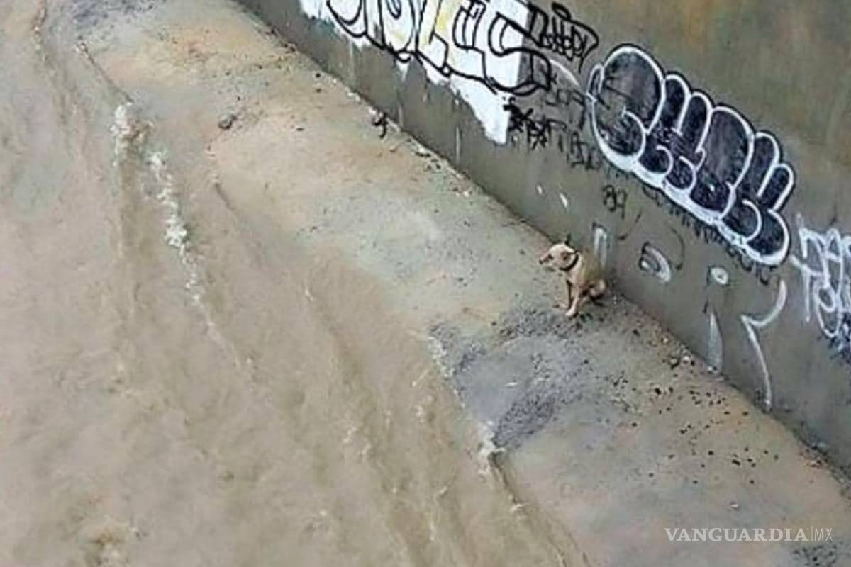 Fe en la humanidad restaurada: Rescatan a perrito en Monterrey