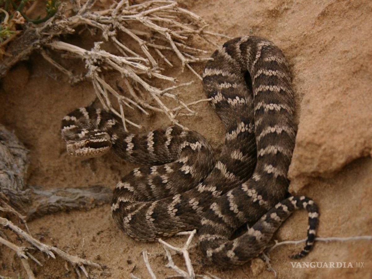 $!Serpiente pitviper Gloydius intermedius, del desierto de Gobi en Mongolia.