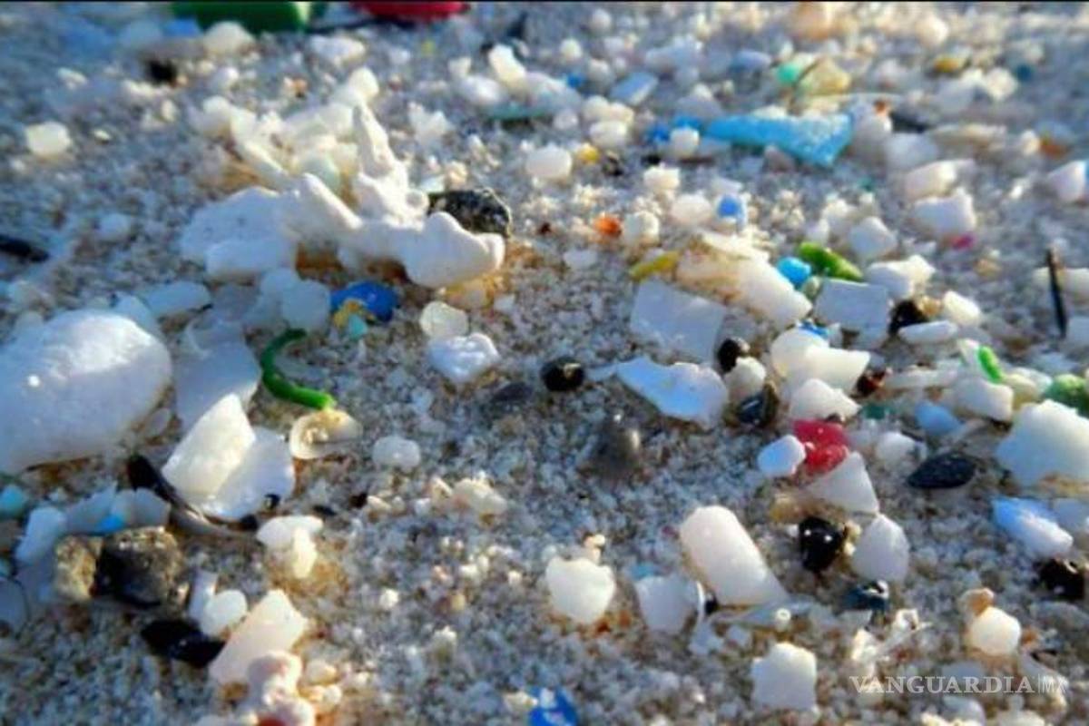 Microplásticos llegan a estómagos de animales del Ártico