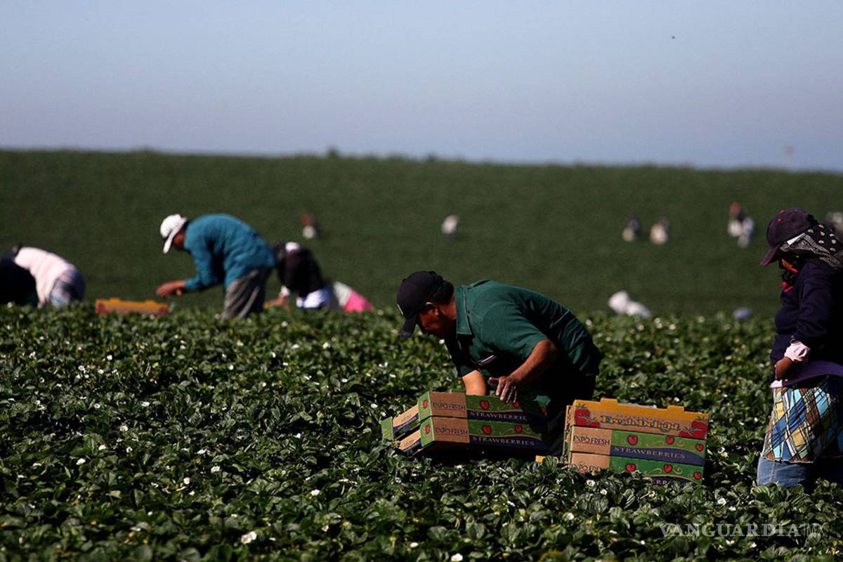 Campesinos mexicanos en Estados Unidos no paran ni con coronavirus
