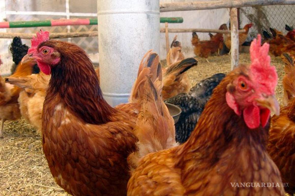 Activa Coahuila cerco sanitario, por reporte de un positivo a gripe aviar en Durango