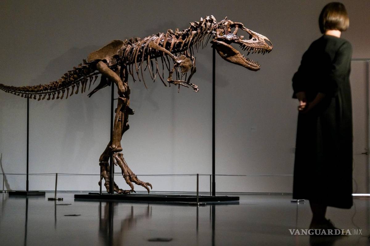 Subastan el esqueleto de un dinosaurio de hace 77 millones de años