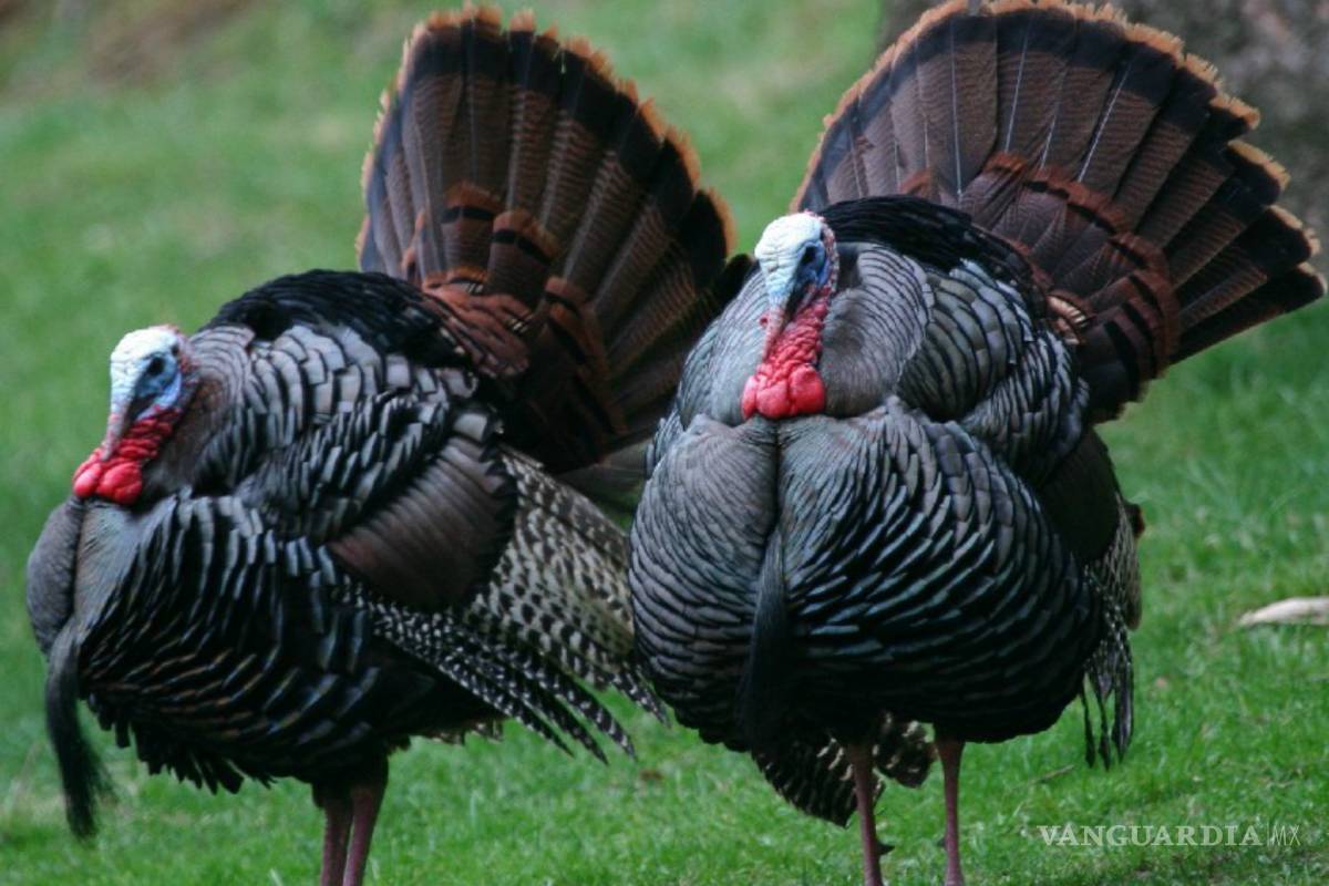 Excrementos de pavo sirven como combustible alternativo