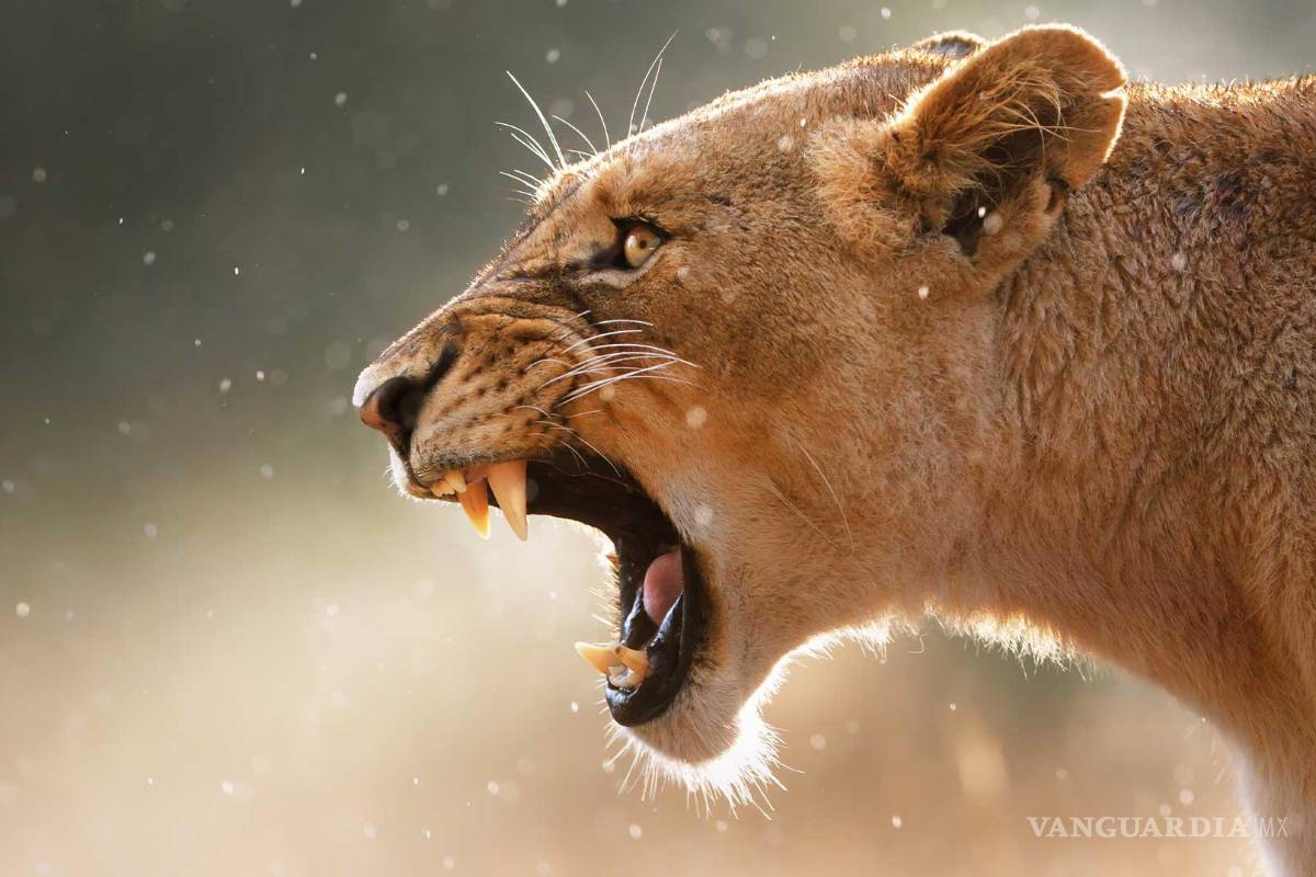 $!El top 10 de los animales más letales del mundo... el número 1 te sorprenderá