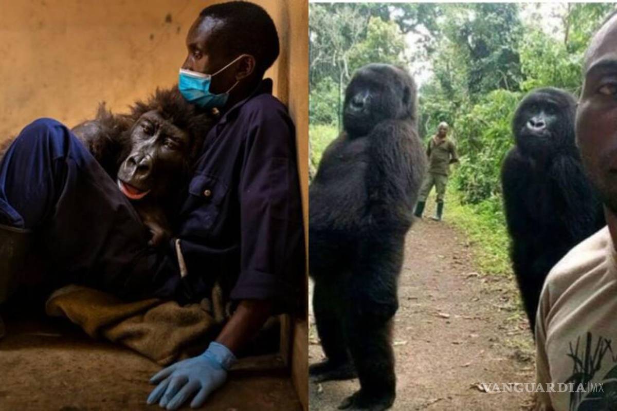 Muere la gorila Ndakasi, que se volvió viral por ‘selfie’ con guardaparques