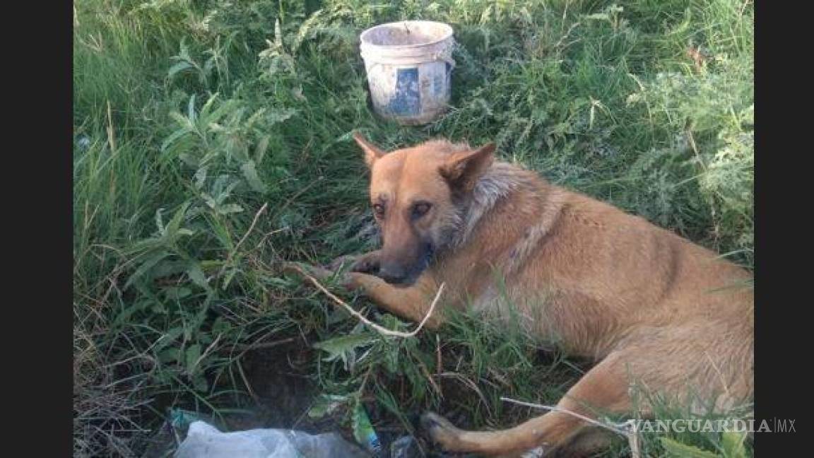 Denuncian en ejido de Matamoros envenenamiento masivo de perros y gatos; han muerto 40 animales
