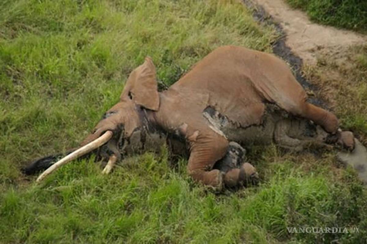 Asesinaron a uno de los elefantes más antiguos y emblemáticos del mundo