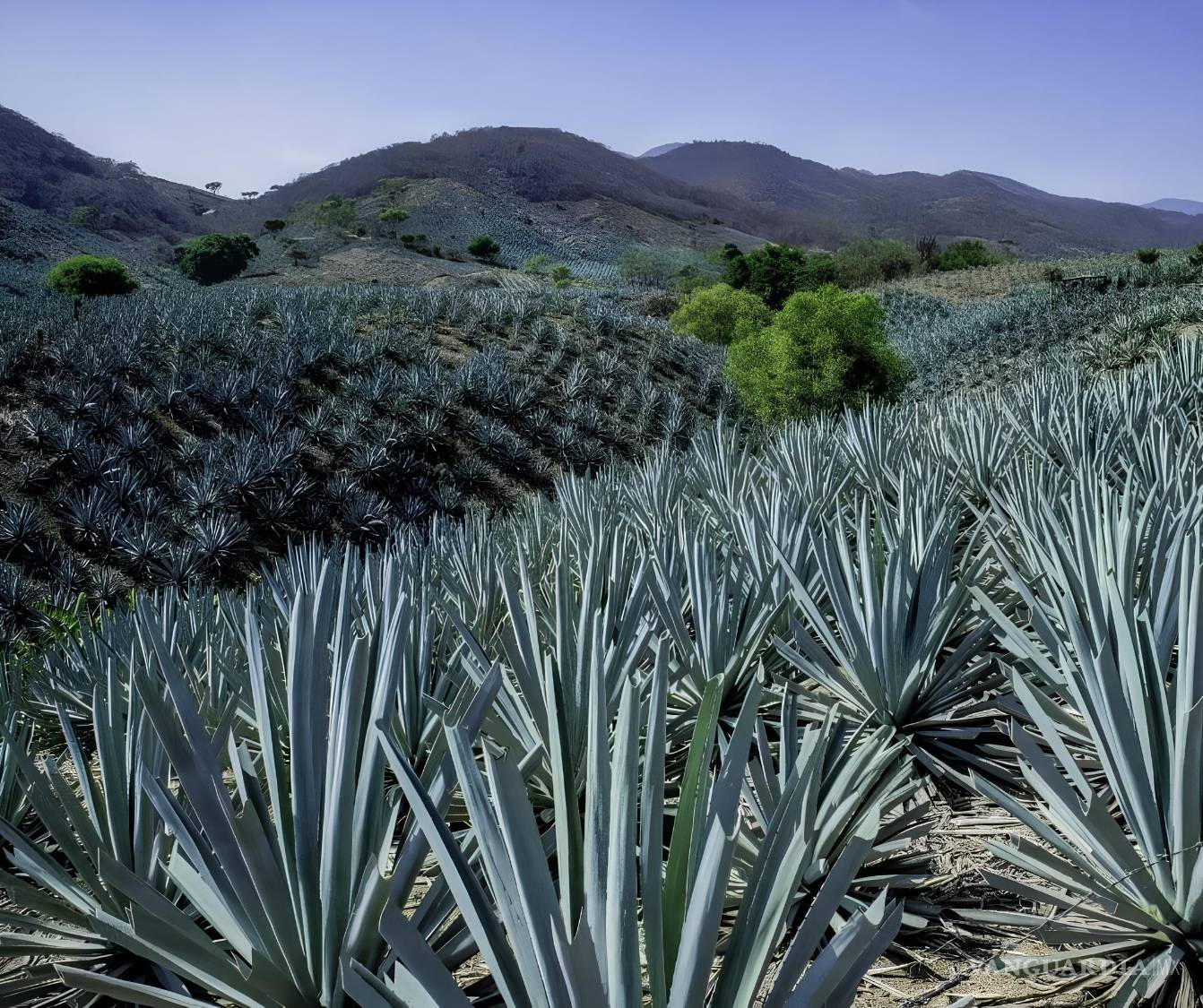$!La orografía y el clima de cada región imprimen una identidad propia y sabores distintos a los agaves. FOTOS: CORTESÍA CASA CRUGA
