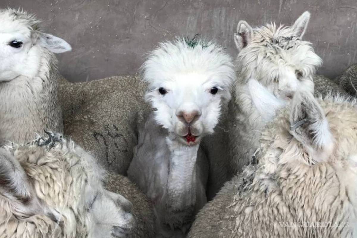 Anticuerpo de la alpaca combate tres variantes del COVID, según estudio chileno